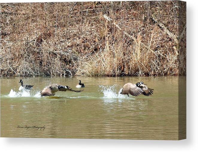 Goose Canvas Print featuring the digital art Wild Goose Chase by Lorna Rose Marie Mills DBA Lorna Rogers Photography
