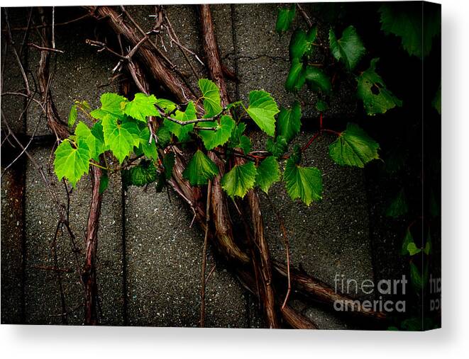 Barn Canvas Print featuring the photograph Wild Grape Vine by Michael Arend