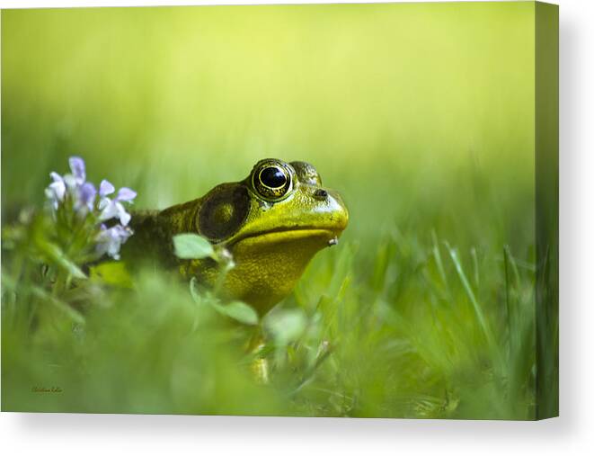 Frogs Canvas Print featuring the photograph Wild Green Frog by Christina Rollo