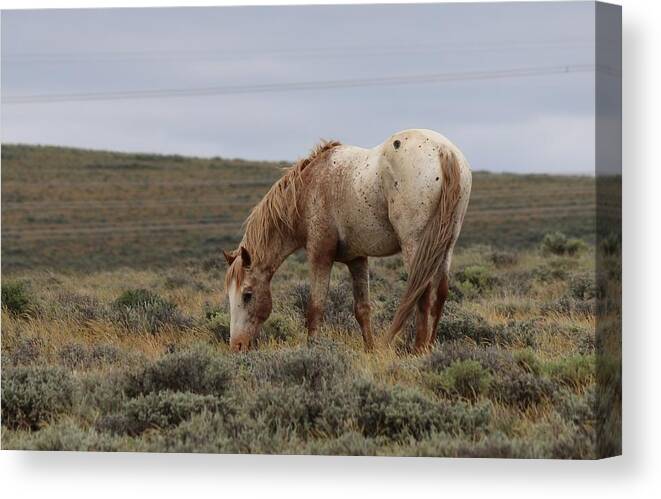 Wild Canvas Print featuring the photograph Wild Horse by Christy Pooschke