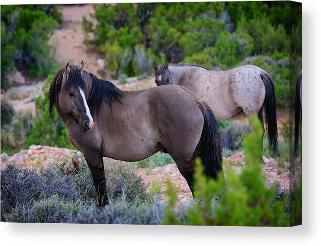Wild Horses Canvas Print featuring the photograph Wild Horses by Greg Norrell