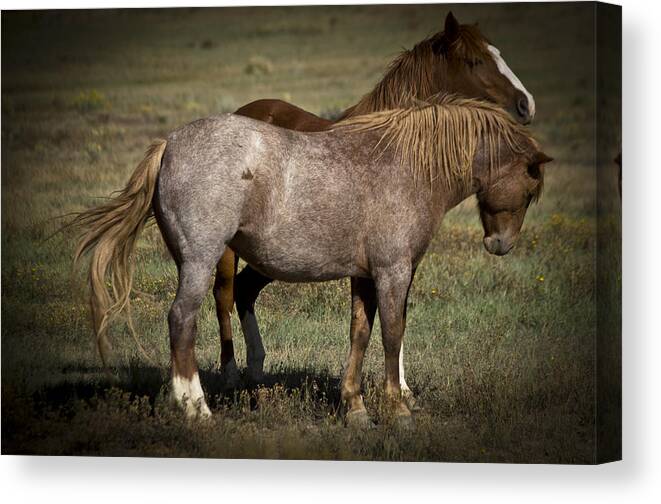 Andalusia Canvas Print featuring the photograph Wild Mustangs of New Mexico 2 by Catherine Sobredo