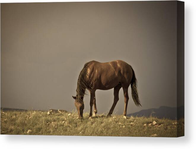 Andalusia Canvas Print featuring the photograph Wild Mustangs of New Mexico 20 by Catherine Sobredo
