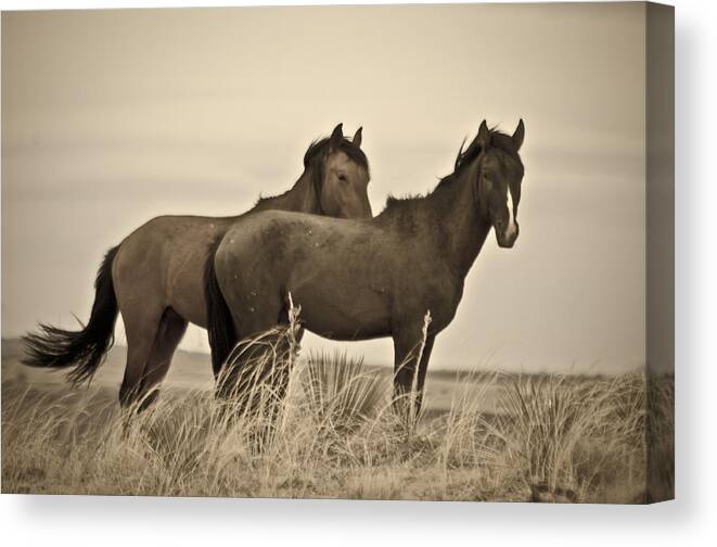 Horses Canvas Print featuring the photograph Wild Mustangs of New Mexico 3 by Catherine Sobredo