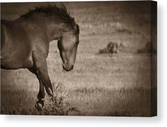 Andalusia Canvas Print featuring the photograph Wild Mustangs of New Mexico 31 by Catherine Sobredo