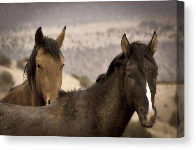 Andalusia Canvas Print featuring the photograph Wild Mustangs of New Mexico by Catherine Sobredo