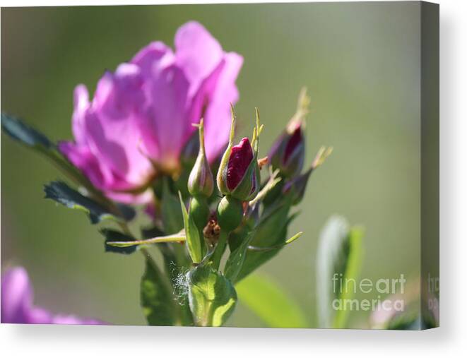 Wild Rose Canvas Print featuring the photograph Wild Rose by Ann E Robson