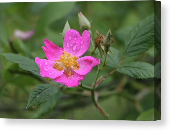 Wild Rose Canvas Print featuring the photograph Wild Rose by Reva Dow
