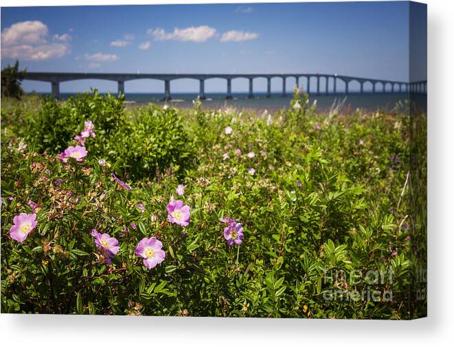Wild Canvas Print featuring the photograph Wild roses at Confederation Bridge by Elena Elisseeva