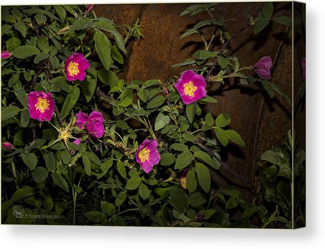 Flowers Canvas Print featuring the photograph Wild Roses by Fred Denner