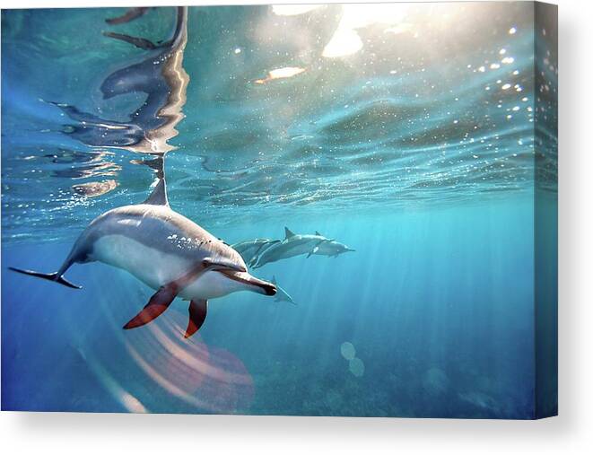 Underwater Canvas Print featuring the photograph Wild Spinner Dolphins by Ai Angel Gentel