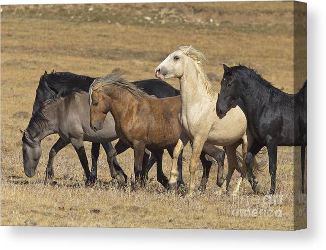 00537206 Canvas Print featuring the photograph Wild Stallion Herd Pryor Mountain by Yva Momatiuk and John Eastcott