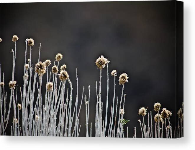 Wildflower Canvas Print featuring the photograph Wild Things 1 by Joel Loftus