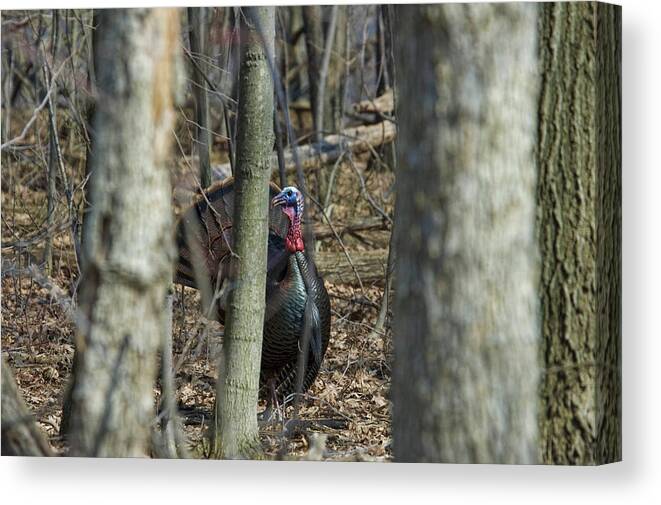 Wild Turkey Canvas Print featuring the photograph Wild Turkey 1 by David Armstrong