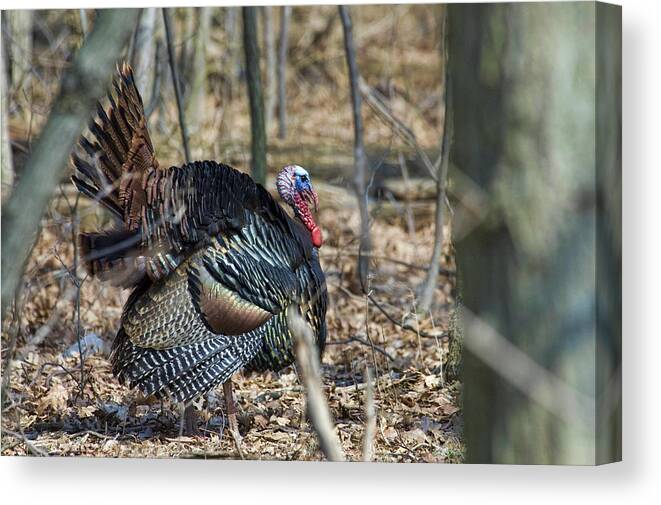 Wild Turkey Canvas Print featuring the photograph Wild Turkey by David Armstrong