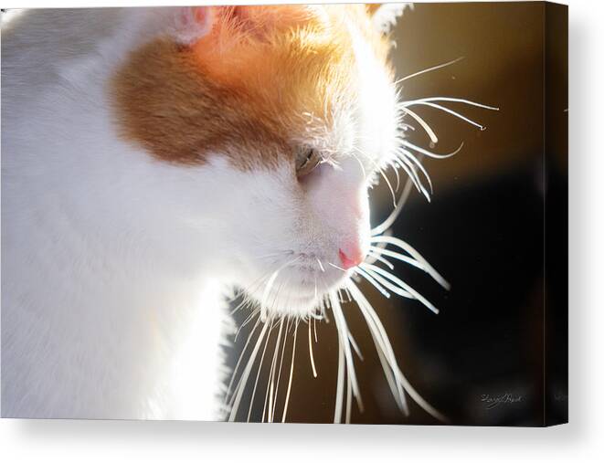 Sharon Canvas Print featuring the photograph Wild Whiskers by Sharon Popek