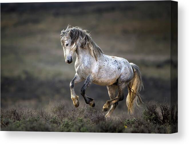 Horse Canvas Print featuring the photograph Wild Wild West by 