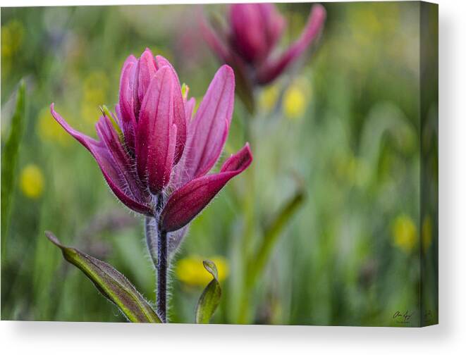 Wildflower Canvas Print featuring the photograph WIldflowers5 by Aaron Spong