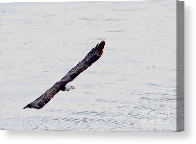 Bald Eagle Canvas Print featuring the photograph Wind Rider by Thomas Danilovich