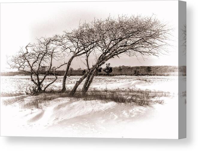 Trees Canvas Print featuring the photograph Wind Swept by Cathy Kovarik