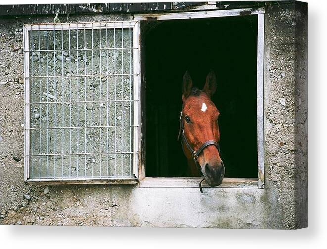 Horse Canvas Print featuring the photograph Window View by David Porteus