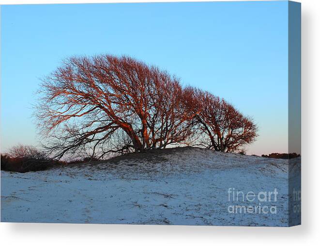 Tree Canvas Print featuring the photograph Windswept Trees by Andre Turner