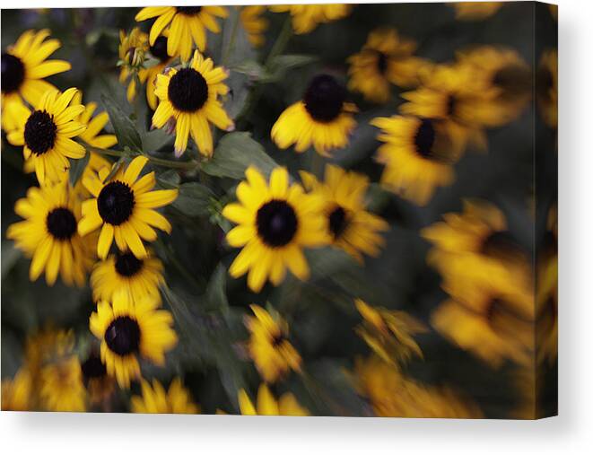 Flowers Canvas Print featuring the photograph Windy Susan by Jean Macaluso