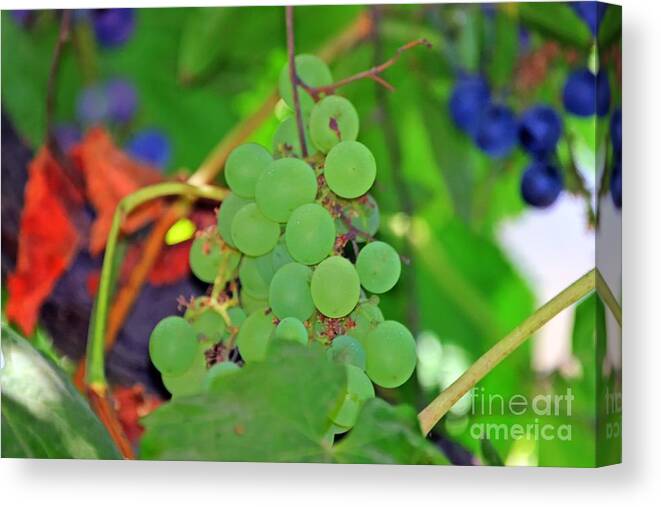 White Canvas Print featuring the photograph Wine Beginnings by Tap On Photo