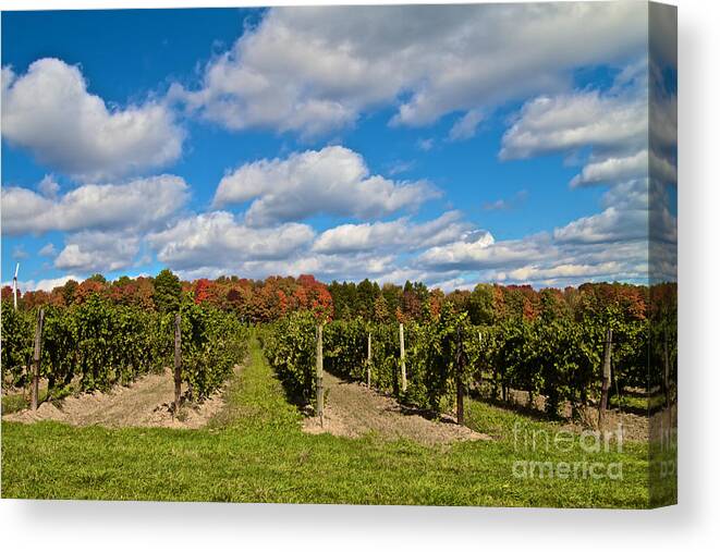 Finger Lakes Canvas Print featuring the photograph Wine in Waiting by William Norton