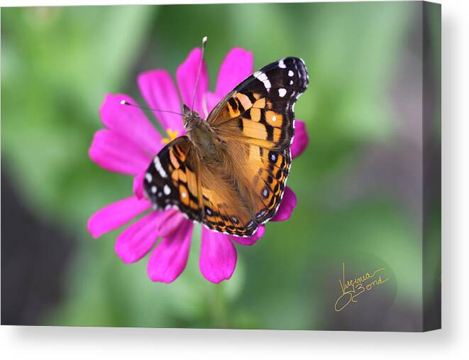  Canvas Print featuring the photograph Winged Beauty by Virginia Bond