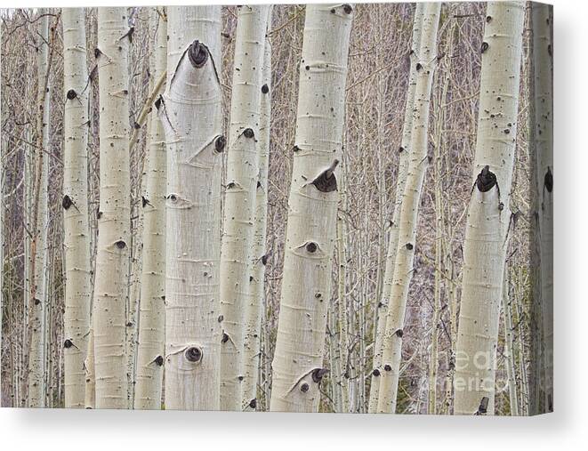 Tree Canvas Print featuring the photograph Winter Aspen Tree Forest by James BO Insogna