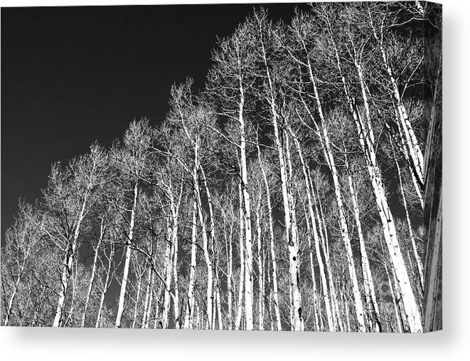 Trees Canvas Print featuring the photograph Winter Aspens by Roselynne Broussard