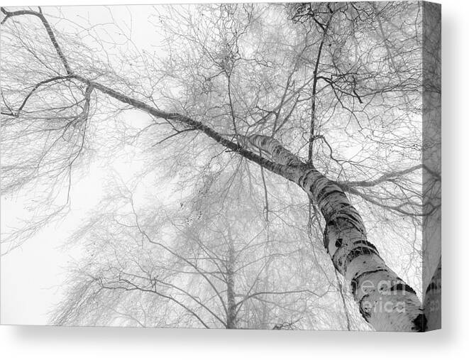 Birch Canvas Print featuring the photograph Winter Birch - Bw by Hannes Cmarits