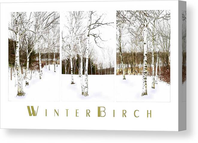 Birch Tree Canvas Print featuring the photograph Winter Birch by Robin-Lee Vieira