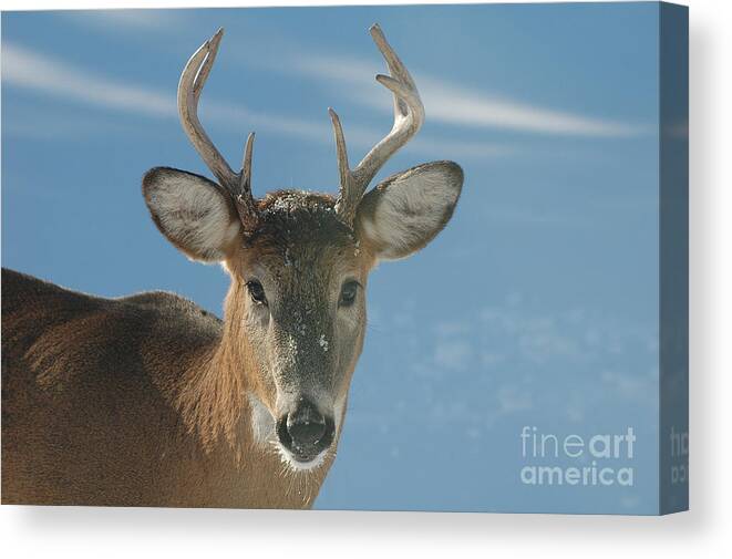 Eight-point Buck Canvas Print featuring the photograph Winter Buck by Joan Wallner
