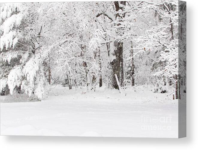Winter Wonderland Canvas Print featuring the photograph Winter Canvas by Gwen Gibson