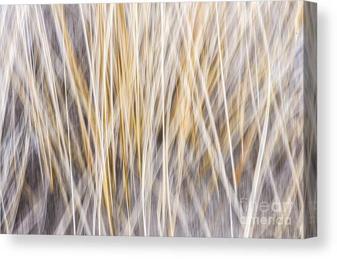Grass Canvas Print featuring the photograph Winter grass abstract by Elena Elisseeva