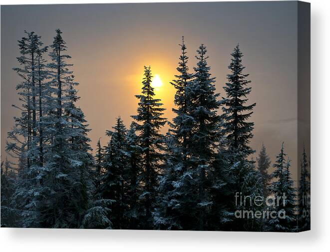 Trees Canvas Print featuring the photograph Winter Sunset from Grouse Mountain by Maria Janicki