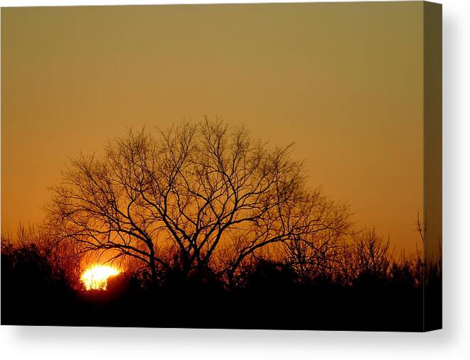 Tree Canvas Print featuring the photograph Winter Sunset by Leeon Photo