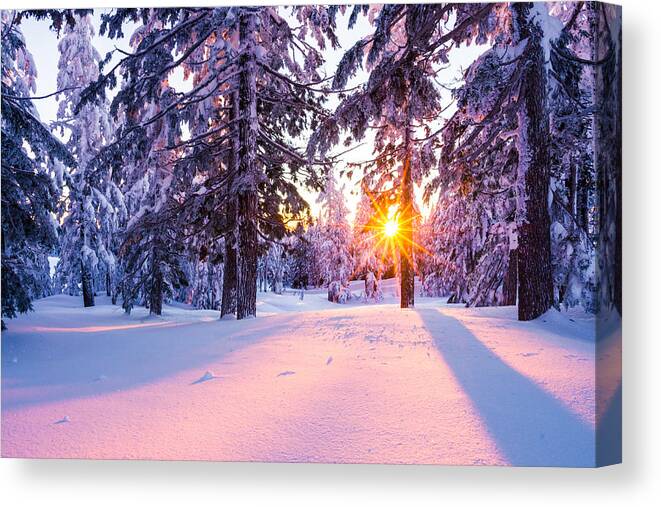 Sunset Canvas Print featuring the photograph Winter Sunset Through Trees by Priya Ghose
