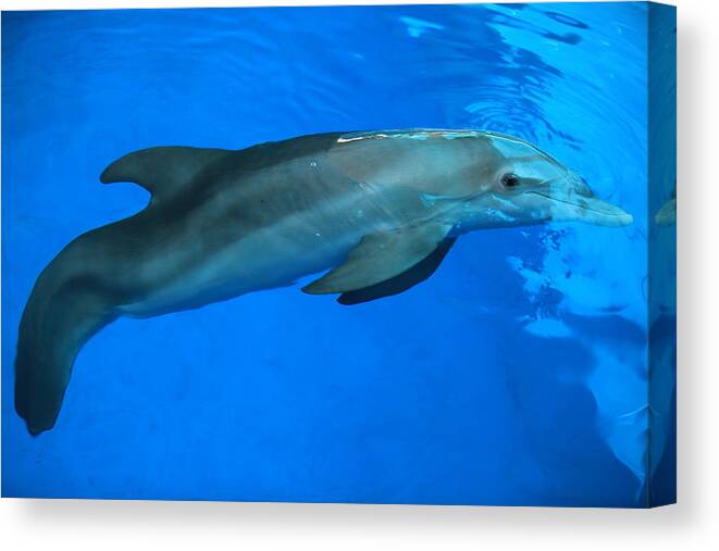 Nature Canvas Print featuring the photograph Winter the Dolphin by Doug McPherson