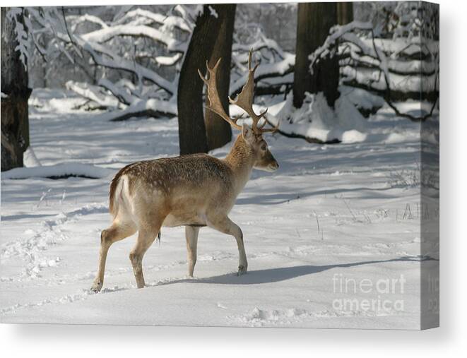 Deer Canvas Print featuring the photograph Winter Walk by Living Color Photography Lorraine Lynch
