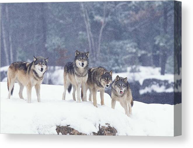 Wolf Canvas Print featuring the photograph Winter Wolf Pack by D Robert Franz