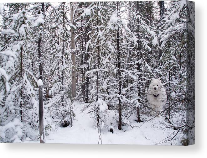 Dog Canvas Print featuring the photograph Winter Wonderland by Valerie Pond
