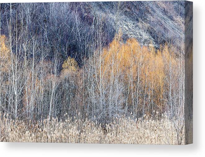 Trees Canvas Print featuring the photograph Winter woodland by Elena Elisseeva