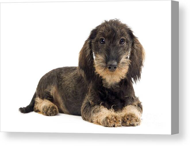 Dachshund Canvas Print featuring the photograph Wirehaired Dachshund Puppy by Jean-Michel Labat