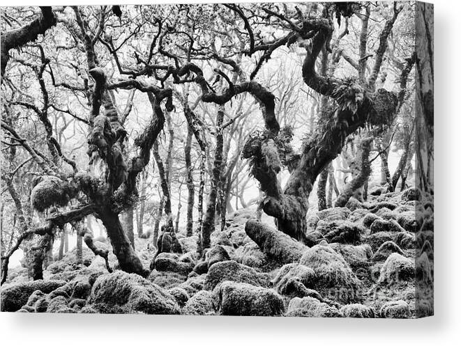 Wistmans Wood Canvas Print featuring the photograph Wistmans Wood Devon by Tim Gainey