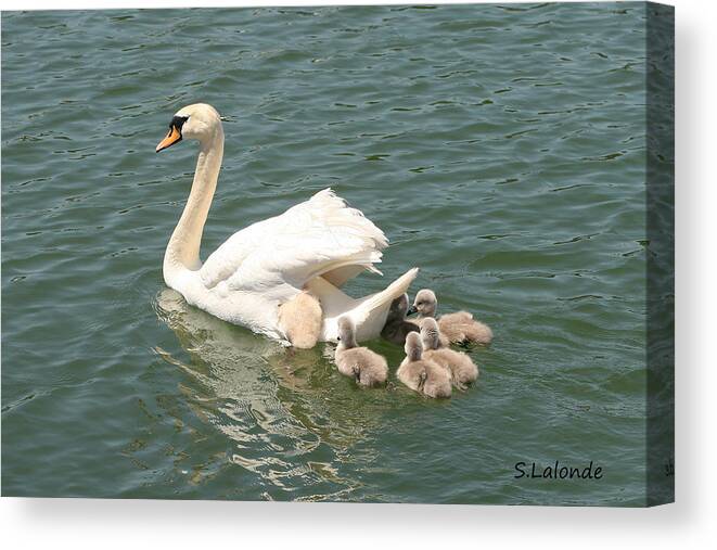 Swans Canvas Print featuring the photograph With Mom by Sarah Lalonde