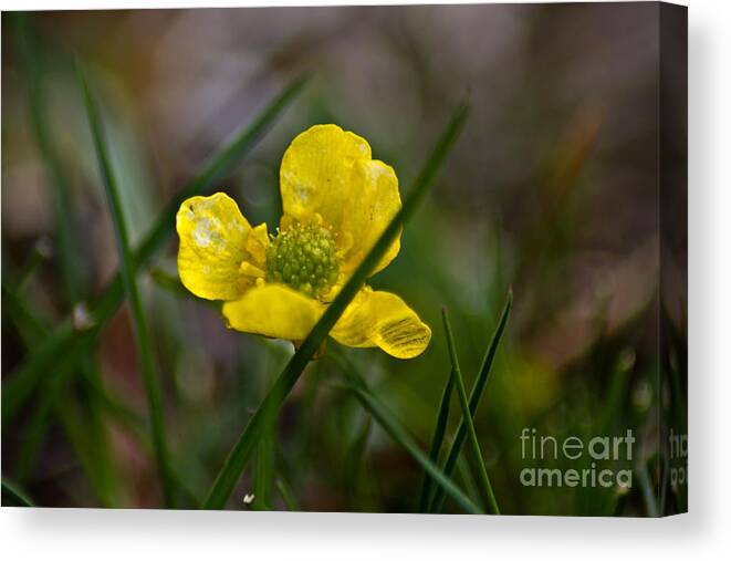 Wildflowers Canvas Print featuring the photograph Wlid Things 9 by Joel Loftus