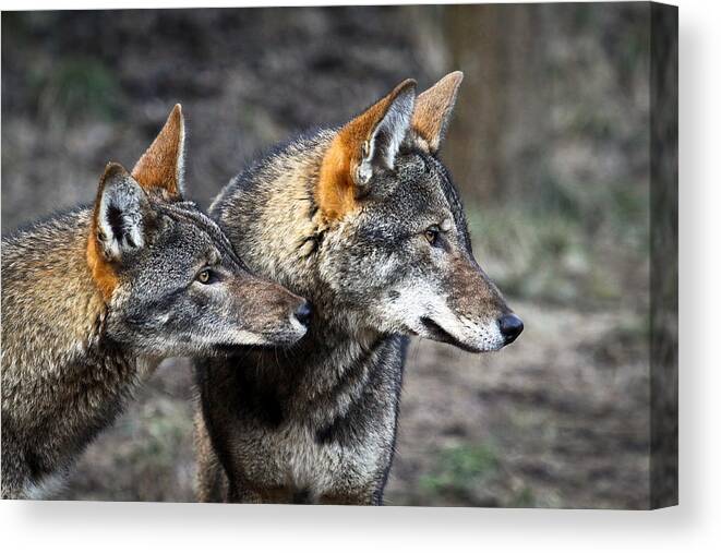 Red Wolf Canvas Print featuring the photograph Wolf Alert by Steve McKinzie